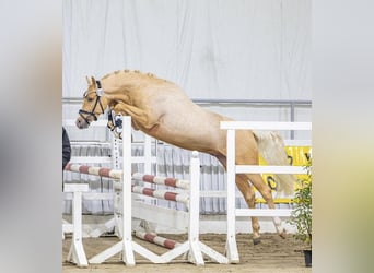 Poney de selle allemand, Étalon, 3 Ans, 146 cm, Palomino