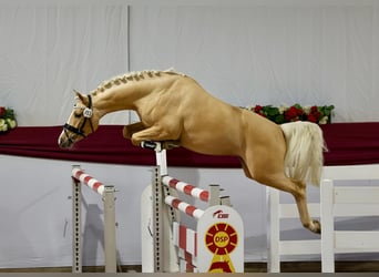 Poney de selle allemand, Étalon, 5 Ans, 146 cm, Palomino
