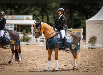 Poney de selle allemand, Étalon, 4 Ans, 145 cm, Palomino