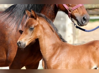 Poney de selle allemand, Étalon, Poulain (04/2024), 145 cm, Bai