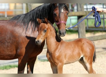 Poney de selle allemand, Étalon, Poulain (04/2024), 145 cm, Bai