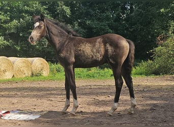 Poney de selle allemand, Étalon, Poulain (04/2026), 145 cm, Isabelle