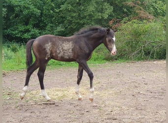 Poney de selle allemand, Étalon, Poulain (04/2026), 145 cm, Isabelle
