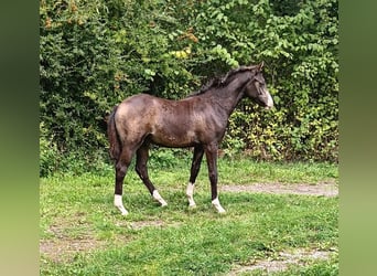 Poney de selle allemand, Étalon, Poulain (04/2026), 145 cm, Isabelle