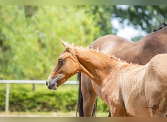 Poney de selle allemand, Étalon, Poulain (04/2024), 146 cm, Isabelle