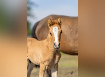 Poney de selle allemand, Étalon, Poulain (04/2024), 146 cm, Isabelle