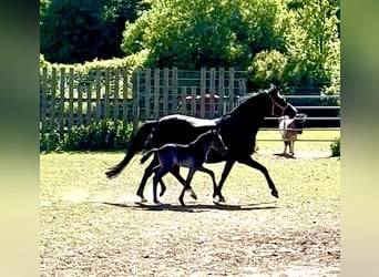 Poney de selle allemand, Étalon, Poulain (04/2026), 146 cm, Noir