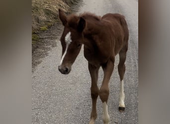 Poney de selle allemand, Étalon, , 147 cm, Alezan