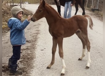 Poney de selle allemand, Étalon, , 147 cm, Alezan