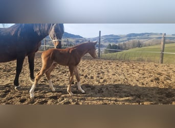 Poney de selle allemand, Étalon, , 147 cm, Alezan