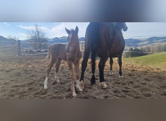 Poney de selle allemand, Étalon, , 147 cm, Alezan