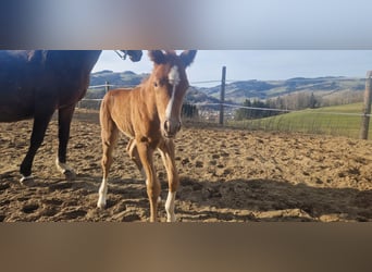 Poney de selle allemand, Étalon, , 147 cm, Alezan