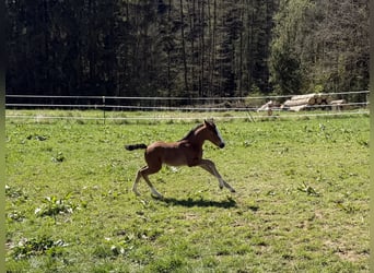 Poney de selle allemand, Étalon, Poulain (04/2026), 147 cm, Bai