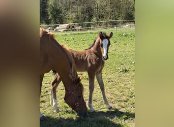 Poney de selle allemand, Étalon, Poulain (04/2026), 147 cm, Bai