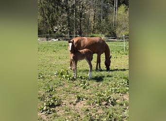 Poney de selle allemand, Étalon, Poulain (04/2026), 147 cm, Bai