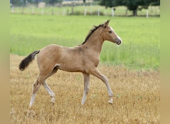 Poney de selle allemand, Étalon, Poulain (05/2024), 147 cm, Buckskin