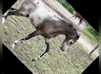 Poney de selle allemand, Étalon, Poulain (03/2024), 147 cm, Buckskin