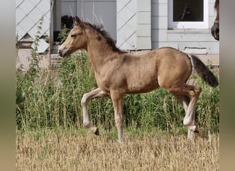 Poney de selle allemand, Étalon, Poulain (05/2024), 147 cm, Buckskin