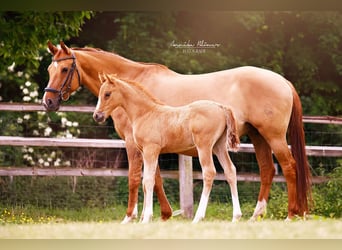 Poney de selle allemand, Étalon, , 147 cm, Isabelle