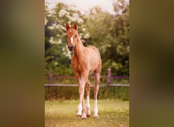Poney de selle allemand, Étalon, , 147 cm, Isabelle