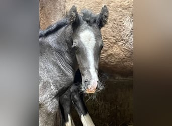 Poney de selle allemand, Étalon, , 147 cm, Noir