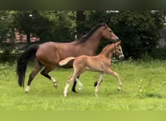 Poney de selle allemand, Étalon, Poulain (05/2024), 148 cm, Alezan brûlé