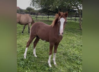Poney de selle allemand, Étalon, Poulain (04/2026), 148 cm, Alezan