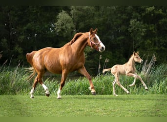 Poney de selle allemand, Étalon, Poulain (05/2026), 148 cm, Alezan dun