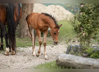 Poney de selle allemand, Étalon, Poulain (04/2025), 148 cm, Bai clair
