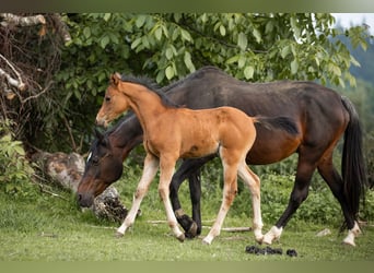 Poney de selle allemand, Étalon, Poulain (04/2025), 148 cm, Bai clair