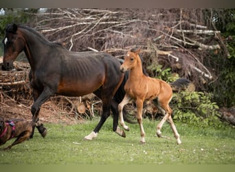 Poney de selle allemand, Étalon, Poulain (04/2025), 148 cm, Bai clair