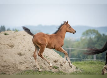 Poney de selle allemand, Étalon, Poulain (04/2025), 148 cm, Bai clair