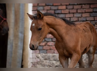 Poney de selle allemand, Étalon, Poulain (04/2025), 148 cm, Bai clair