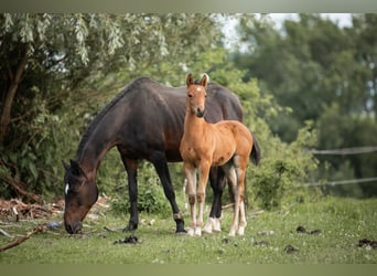 Poney de selle allemand, Étalon, Poulain (04/2025), 148 cm, Bai clair