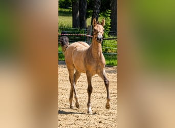Poney de selle allemand, Étalon, Poulain (03/2026), 148 cm, Buckskin