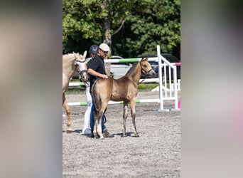 Poney de selle allemand, Étalon, Poulain (04/2026), 148 cm, Buckskin