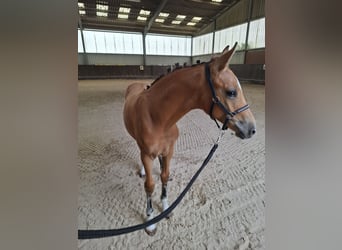 Poney de selle allemand, Étalon, Poulain (03/2026), 148 cm, Buckskin