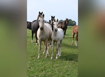 Poney de selle allemand, Étalon, Poulain (05/2024), 148 cm