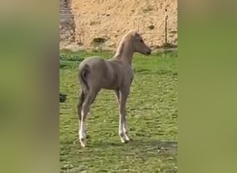 Poney de selle allemand, Étalon, Poulain (03/2024), 148 cm