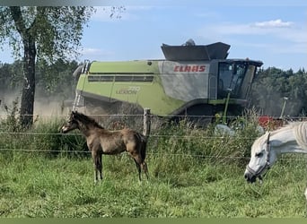 Poney de selle allemand, Étalon, Poulain (04/2024), 148 cm