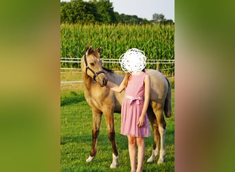 Poney de selle allemand, Étalon, Poulain (04/2024), 148 cm, Dunalino