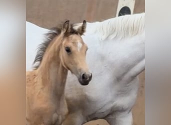 Poney de selle allemand, Étalon, Poulain (04/2026), 148 cm, Isabelle