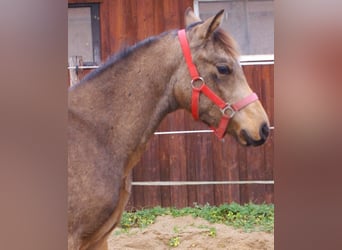 Poney de selle allemand, Étalon, Poulain (02/2024), 148 cm, Isabelle