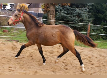 Poney de selle allemand, Étalon, Poulain (02/2024), 148 cm, Isabelle