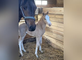 Poney de selle allemand, Étalon, Poulain (04/2026), 148 cm, Palomino