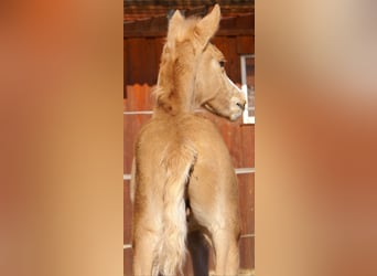 Poney de selle allemand, Étalon, , 148 cm, Palomino