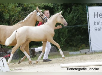 Poney de selle allemand, Étalon, Poulain (03/2026), 148 cm, Palomino