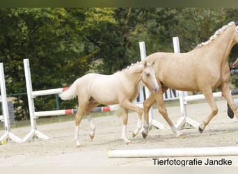 Poney de selle allemand, Étalon, Poulain (03/2026), 148 cm, Palomino