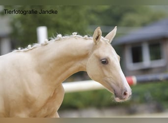 Poney de selle allemand, Étalon, Poulain (03/2026), 148 cm, Palomino