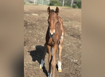 Poney de selle allemand, Étalon, , 150 cm, Bai brun foncé